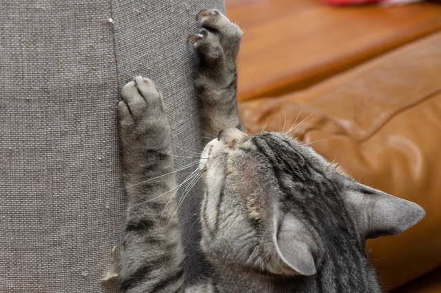 猫の爪とぎでソファがボロボロ！修復法や猫に強いソファを紹介